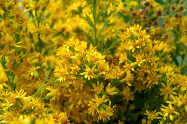 Çayırdaki Hypericum çiçekleri (Hypericum perforatum veya St John 's wort), bazı çiçeklere özenli bir şekilde odaklanırlar..