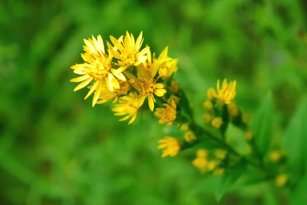 Flores Hypericum Hypericum Perforatum Erva São João Prado Foco Seletivo — Fotografia de Stock