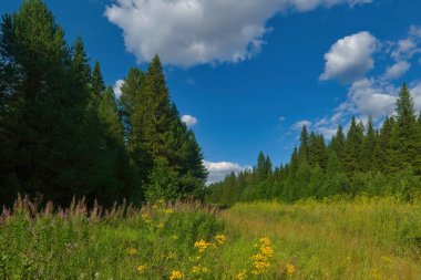 Bulutlu mavi gökyüzüne karşı orman ve yeşil çayır manzarası.