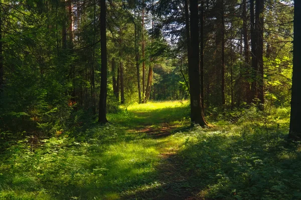 Ліс Крупним Планом Красивий Літній Пейзаж Сонячне Світло Світить Через — стокове фото