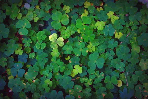 Oseille Des Bois Oxalis Acetosella Fond — Photo