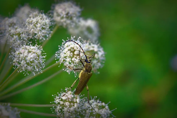 Beetle White Wildflower Blurry Background Close — Stock Photo, Image