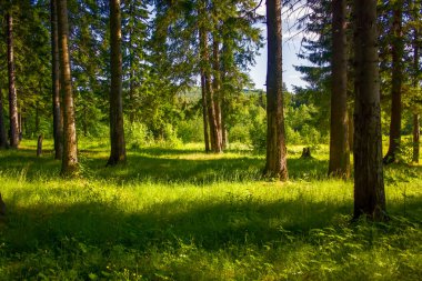 Güneşli yaz gününde fidan ağacı. Yaz manzarası, ladin ormanı..