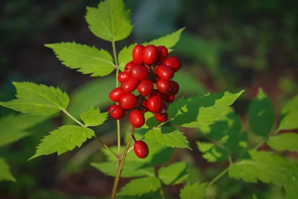 Ormanda Kırmızı Taş Çalısı Yeşil Yaprakların Etrafındaki Ormanda Kırmızı Taş — Stok fotoğraf
