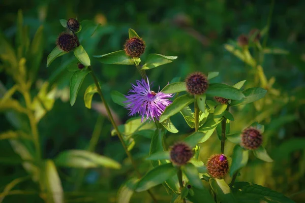Rosa Blommor Från Kardborre Medicinsk Växt Växtbaserade Blommande Burdockor — Stockfoto