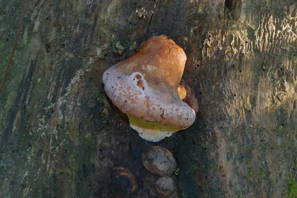 Corps Fruitiers Ganoderma Lucidum Sur Tronc Arbre Gros Plan — Photo