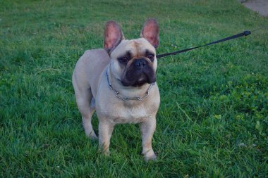 Köpek cinsi açık renkli Fransız Bulldog 'u yeşil bir çimenlikte ormanda yürüyor. Yeşil çimlerde Fransız Bulldog 'u.