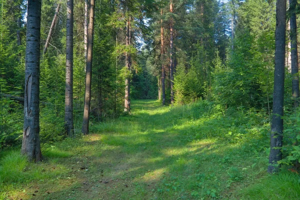 Лес Крупным Планом Красивый Летний Пейзаж Солнечный Свет Светит Сквозь — стоковое фото