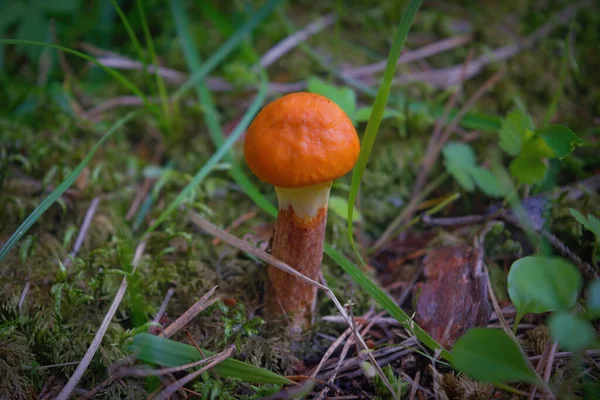 Pojedynczy Piękny Osika Grzyb Leccinum Aurantiacum Dzikim Lesie Letnim — Zdjęcie stockowe