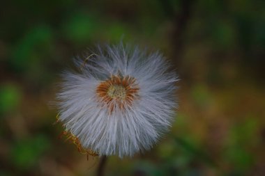 Kabarık tohumlu beyaz çiçek. Soyut bitki arkaplanı.