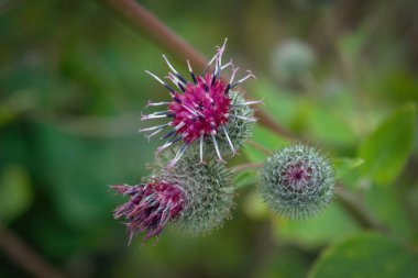 Dulaf ağacının pembe çiçekleri. İlaç fabrikası. Bitkisel. Çiçek açan burdock 'lar.