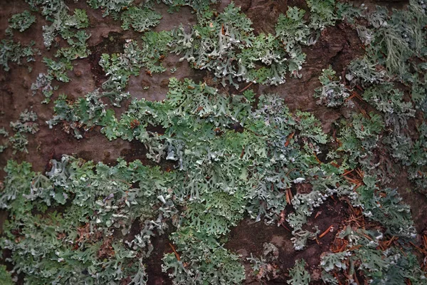 Lichen Physodes Hipogimnia Que Crecen Primer Plano Del Tronco Árbol —  Fotos de Stock