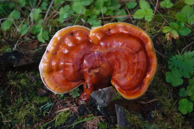 Bir ağacın gövdesinde Ganoderma lucidum meyveleri..