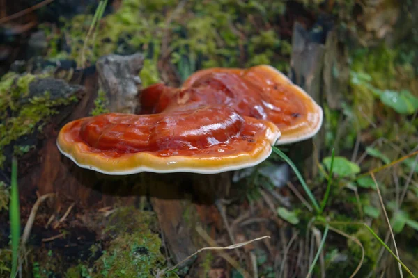 Bir Ağacın Gövdesinde Ganoderma Lucidum Meyveleri — Stok fotoğraf