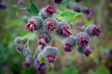 Dulaf ağacının pembe çiçekleri. İlaç fabrikası. Bitkisel. Çiçek açan burdock 'lar.