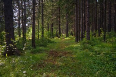 Orman yakın, güzel yaz manzarası, güneş dalların arasından parlıyor, gölgeli ağaçlar ve patikalar..