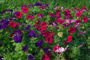 Renkli petunya çiçekleri kapanıyor. Petunia Melez Çiçek Yatağı çiçekli arka plan. Bahçe sepetinde açan çiçekler, çiçek tarhında.