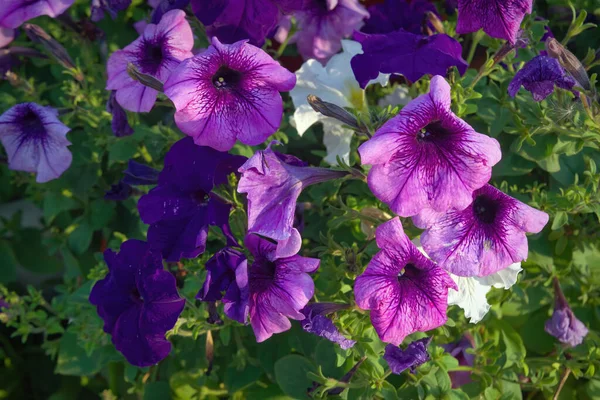 Renkli Petunya Çiçekleri Kapanıyor Petunia Melez Çiçek Yatağı Çiçekli Arka — Stok fotoğraf