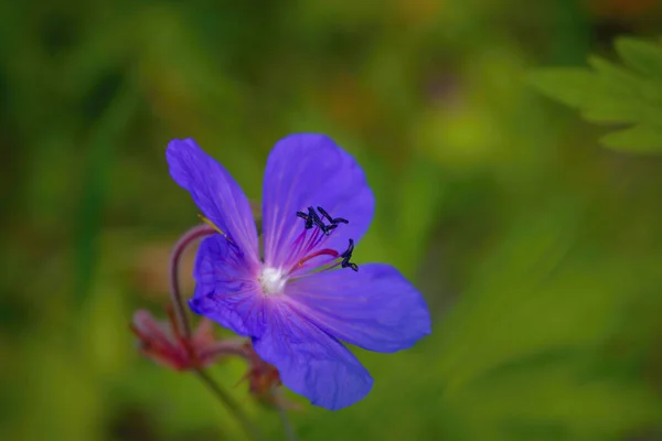 Geranio Sylvaticum Conocido Como Cranesbill Madera Geranio Bosques —  Fotos de Stock