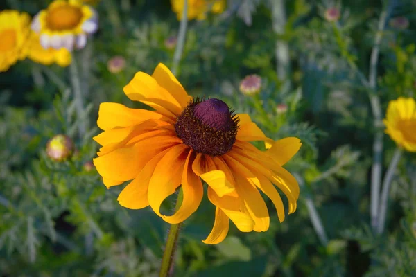 Vörös Sárga Rudbeckia Virág Természetben Sárga Rudbeckia Virág Kertben Közelkép — Stock Fotó