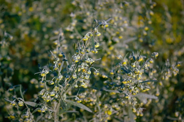 Artemisia Assenzio Assenzio Sagebrush Primo Piano — Foto Stock