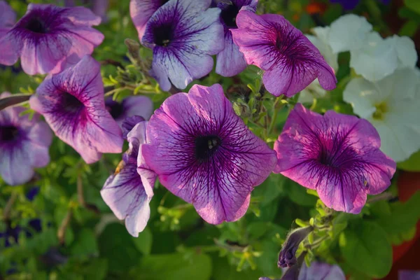 Renkli Petunya Çiçekleri Kapanıyor Petunia Melez Çiçek Yatağı Çiçekli Arka — Stok fotoğraf