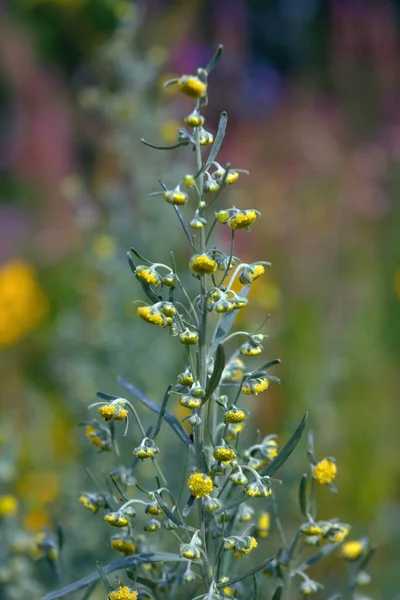 Artemisia Absinthium Ajenjo Absenta Sagebrush Close —  Fotos de Stock