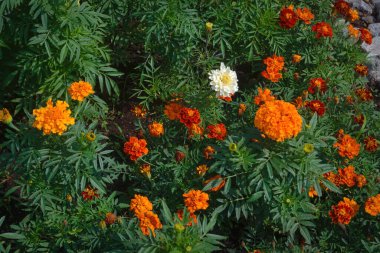 Güzel kadife çiçekleri ve Tagetes bahçesinde arkaplan deseni bırakıyor.