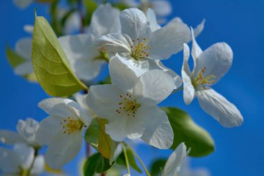 Bir elma ağacının beyaz çiçekleriyle mavi gökyüzü arkaplanı.