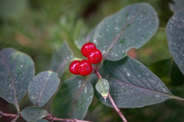 Elder Buckthorn meyveleri. Frangula alnus. Frangula alnus 'un kırmızı böğürtlenleri kapanıyor.