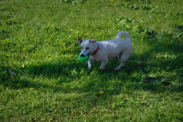 Portrait Chien Colorant Blanc Marchant Sur Une Pelouse Verte Par — Photo