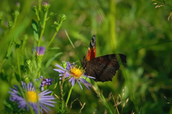 Beautiful Peacock Butterfly Aglais Nectaring Wild Aster Flower Close — Stock Photo, Image
