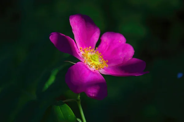 緑の葉を背景に野生の花を咲かせます — ストック写真