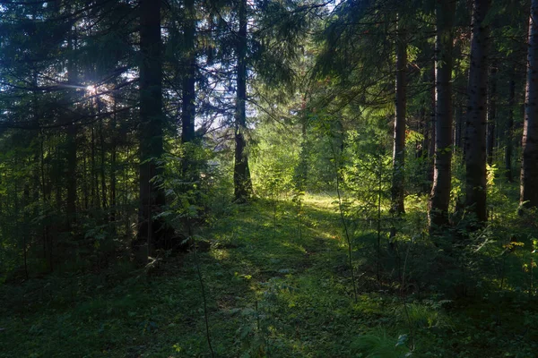 Ліс Крупним Планом Красивий Літній Пейзаж Сонячне Світло Світить Через — стокове фото