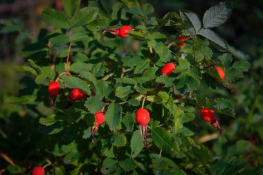 Köpek gülü böğürtlenlerine yakın çekim. Köpek gülü meyveleri. Rosa canina. Vahşi gül kalçaları doğada.
