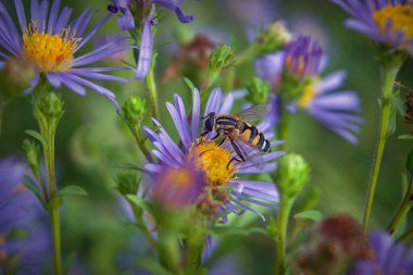The Syrphidae fly sits on a Wild aster flower close-up. clipart