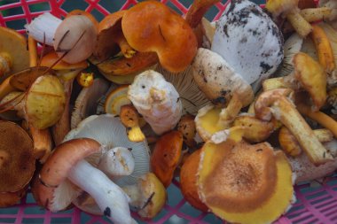 Yeni toplanmış mantarlar. Yakın plan..