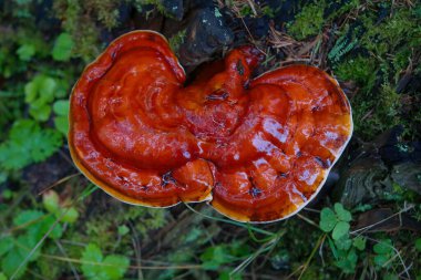 Bir ağacın gövdesinde Ganoderma lucidum meyveleri..