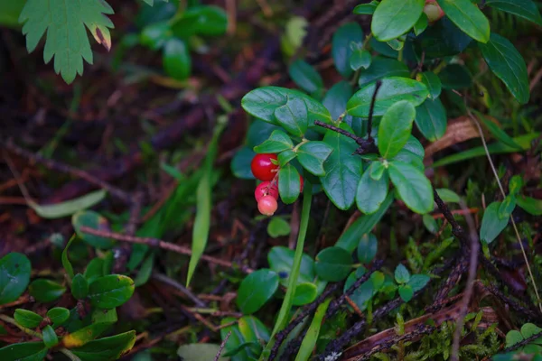熟したカウベリー 森の近くの茂みのリンゴンベリーの赤い果実を熟す — ストック写真