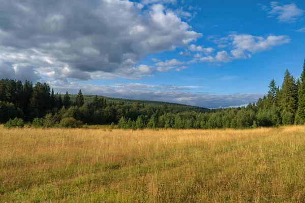 曇りの空に対する森と緑の牧草地と風景 — ストック写真