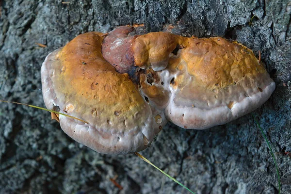 Ciała Owocowe Ganoderma Lucidum Tułowiu Drzewa Zbliżenie — Zdjęcie stockowe