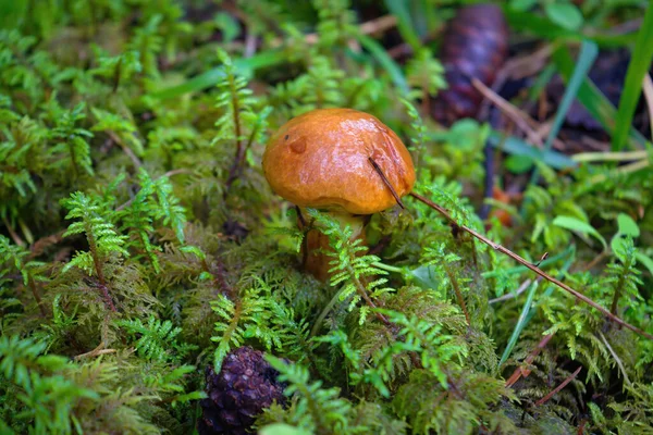 Mushroom Suillus Grevillei Greville Bolete Larch Bolete Forest — Stock Photo, Image