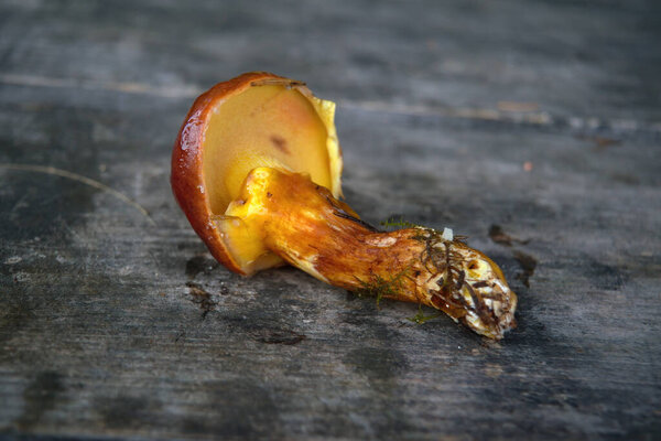 Forest edible mushroom. Freshly picked boletus on wooden background.Xerocomus subtomentosus over Wooden Background, rustic table.