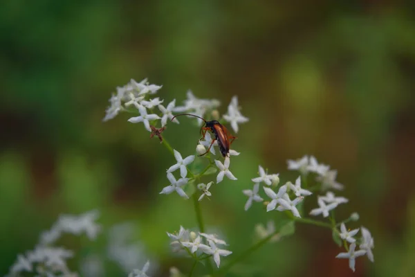 Chrząszcz Białym Dzikim Kwiatku Rozmytym Tle Zbliżenie — Zdjęcie stockowe