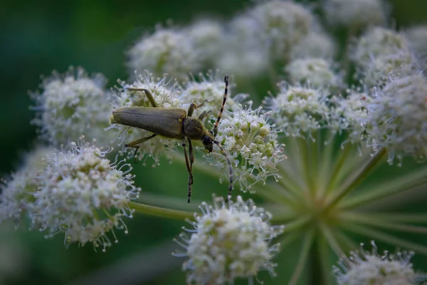 Beetle White Wildflower Blurry Background Close — Stock Photo, Image