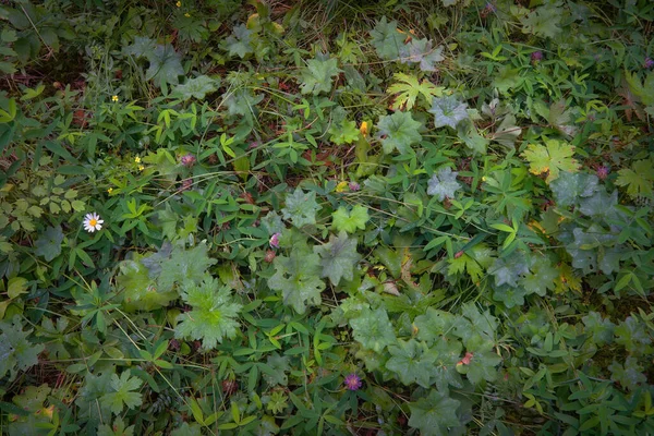 Närbild Foto Gräs Blad Täckta Med Stora Vattendroppar — Stockfoto