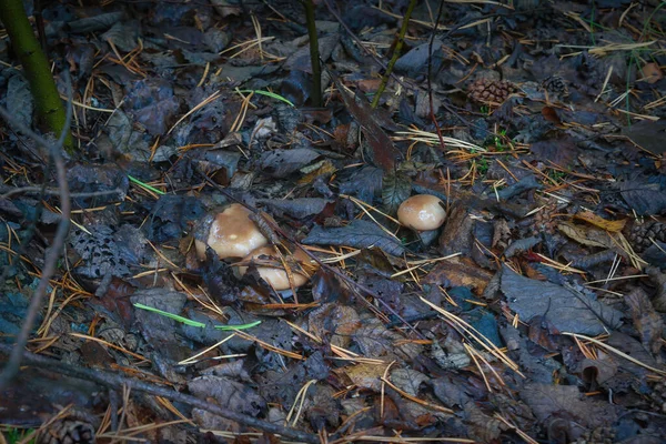 Eine Gruppe Essbarer Steinpilze Inmitten Der Umgefallenen Blätter Herbstlichen Wald — Stockfoto