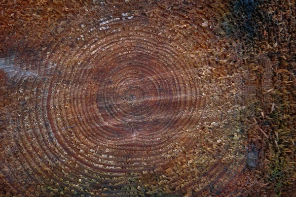 Eski ahşap doku arka planı. Tahta doku, boş ahşap arkaplan.