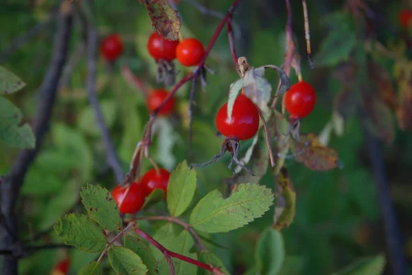 Zbliżenie Jagód Róży Psiej Pies Róży Owoce Rosa Canina Dzikie — Zdjęcie stockowe