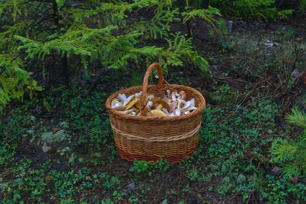 Cesto Ricco Freschi Funghi Autunnali Cesto Funghi Foresta Freschi Primo — Foto Stock